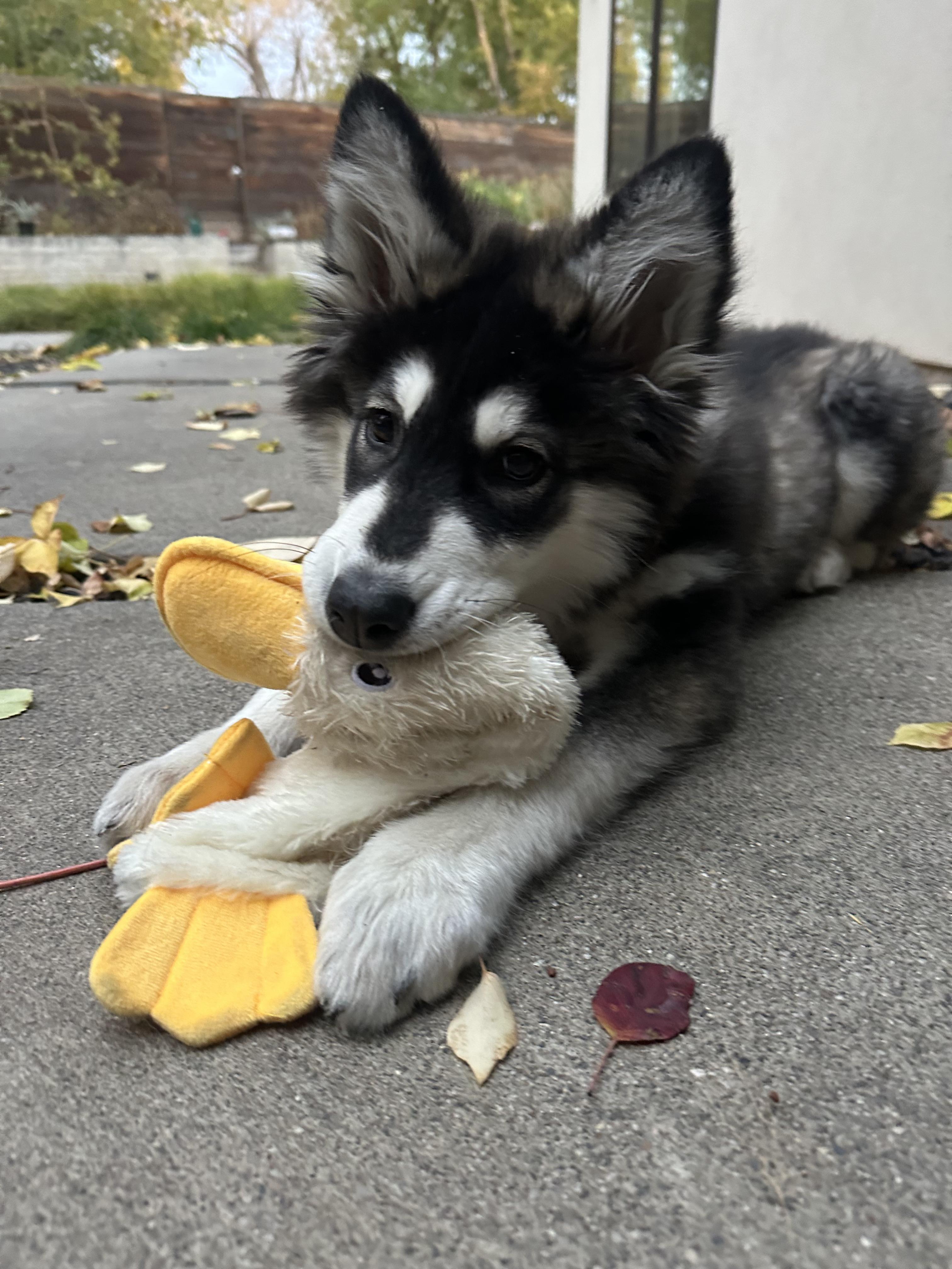 Enlarge Skittles, a Adopted mixed breed in Cottonwood Heights, UT image 4/6