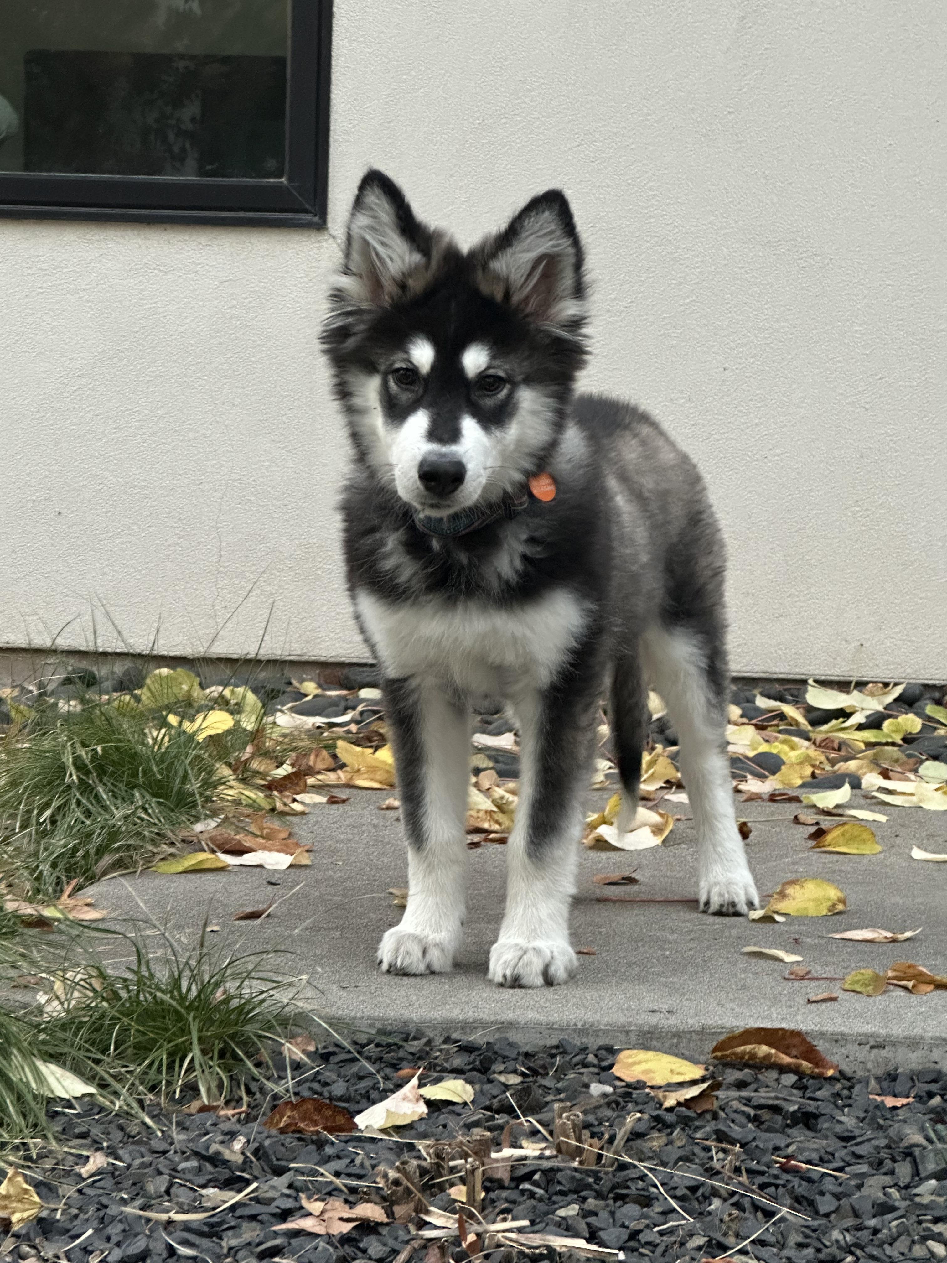 Enlarge Skittles, a Adopted mixed breed in Cottonwood Heights, UT image 6/6