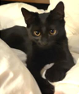 Enlarge Web, an adopted American Shorthair in Evans City, PA image 1/2