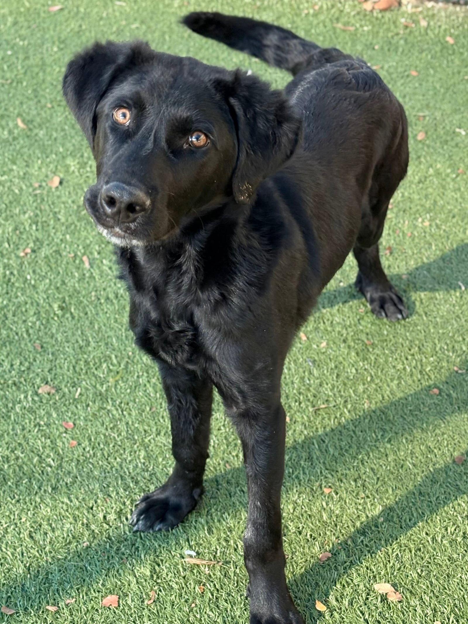 Enlarge Bud, a Adoptable mixed breed in Newport, NH image 1/3