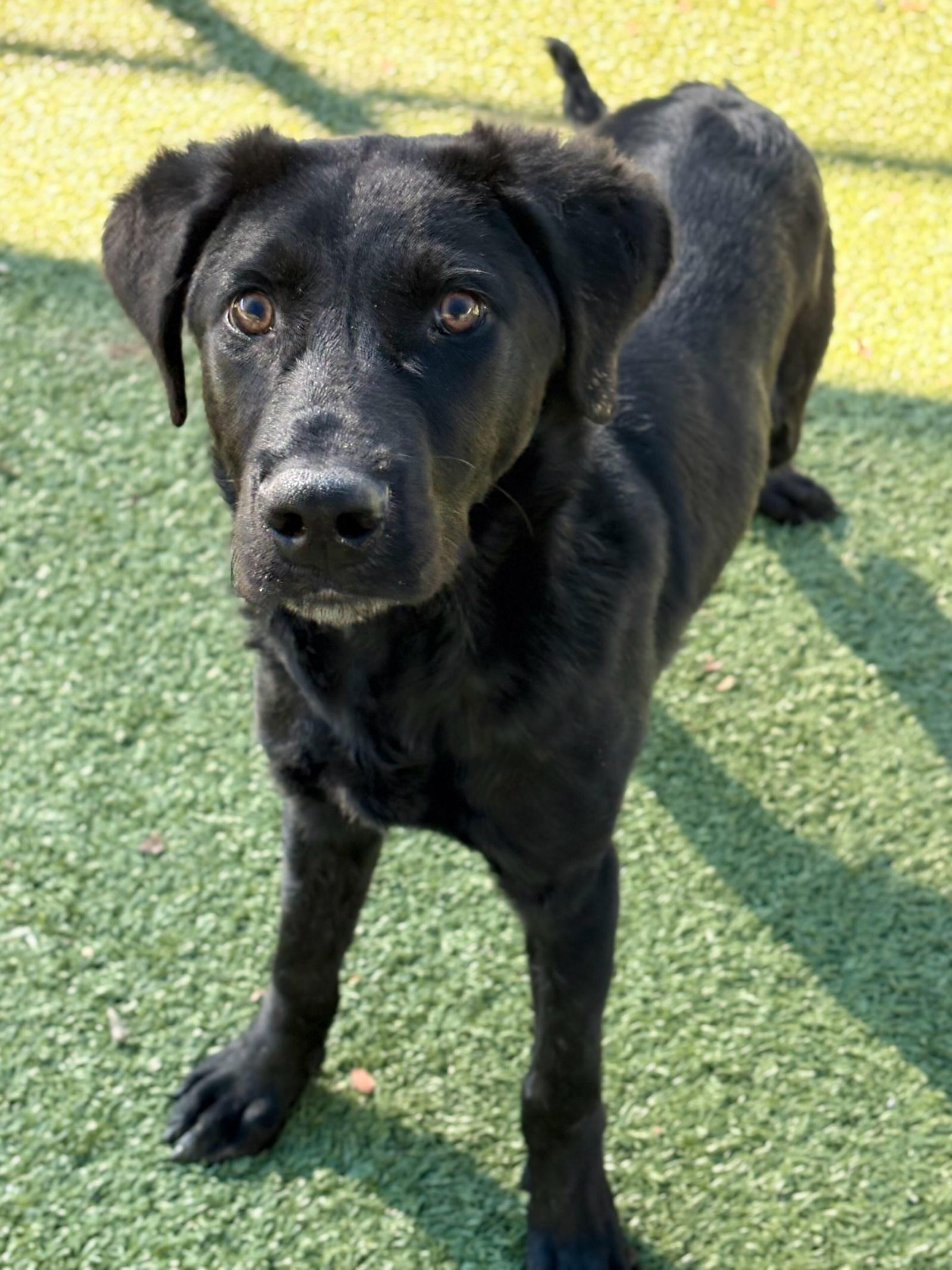 Enlarge Bud, a Adoptable mixed breed in Newport, NH image 2/3