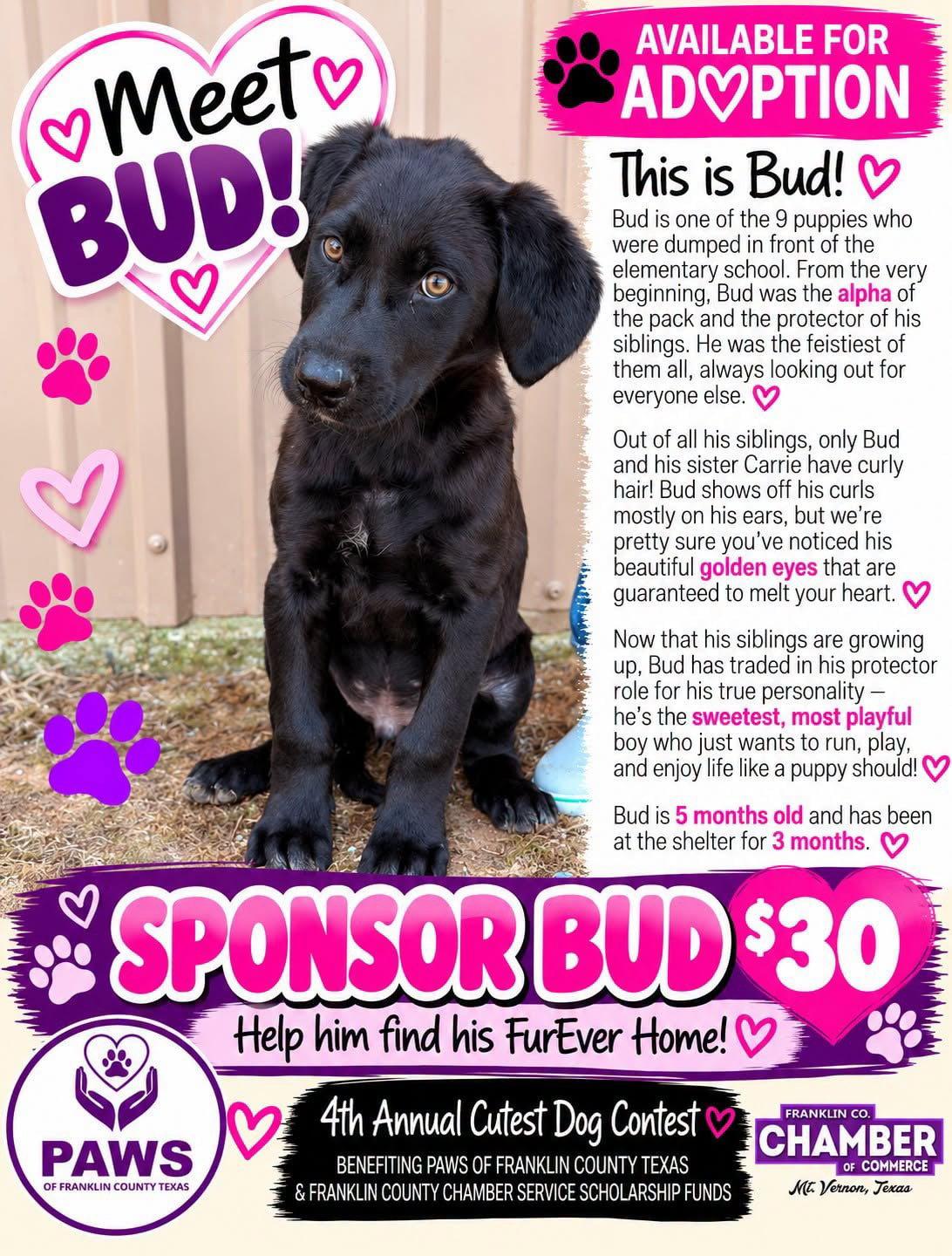 Enlarge Bud, a Adoptable mixed breed in Newport, NH image 3/3