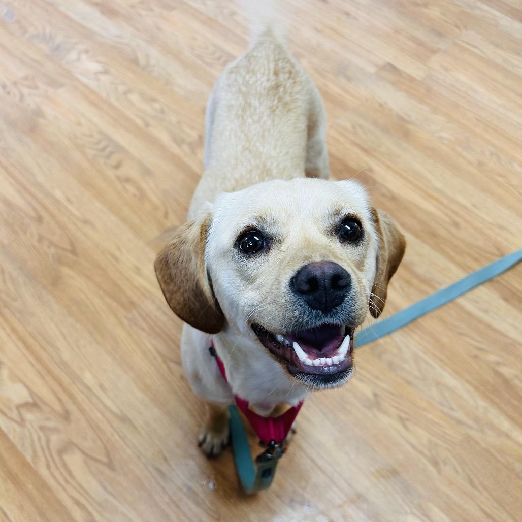 Daffodil, Adoptable, Young Female Mixed Breed.