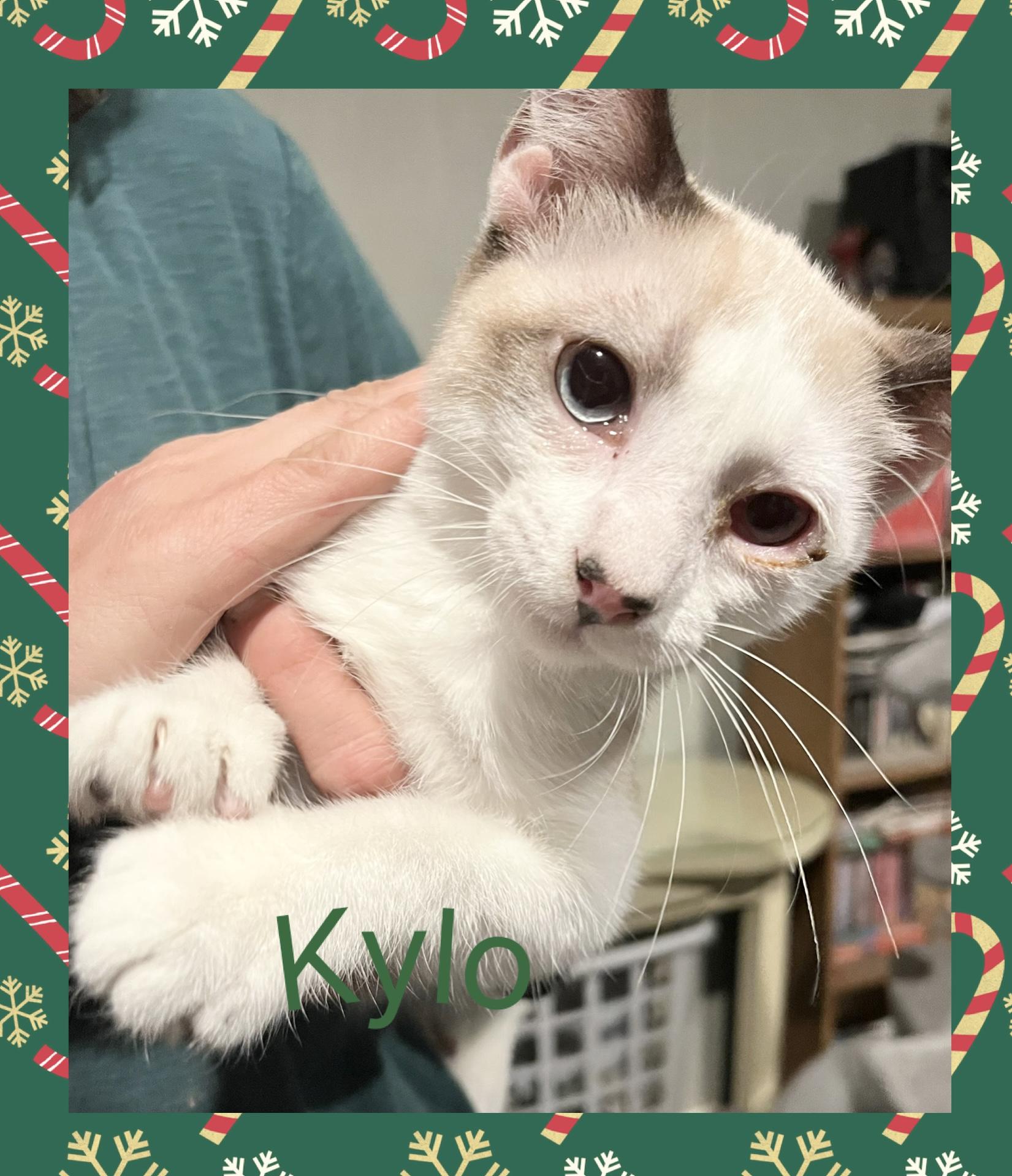 Enlarge Kylo, a ADOPTABLE Siamese in Lebanon, MO image 1/1