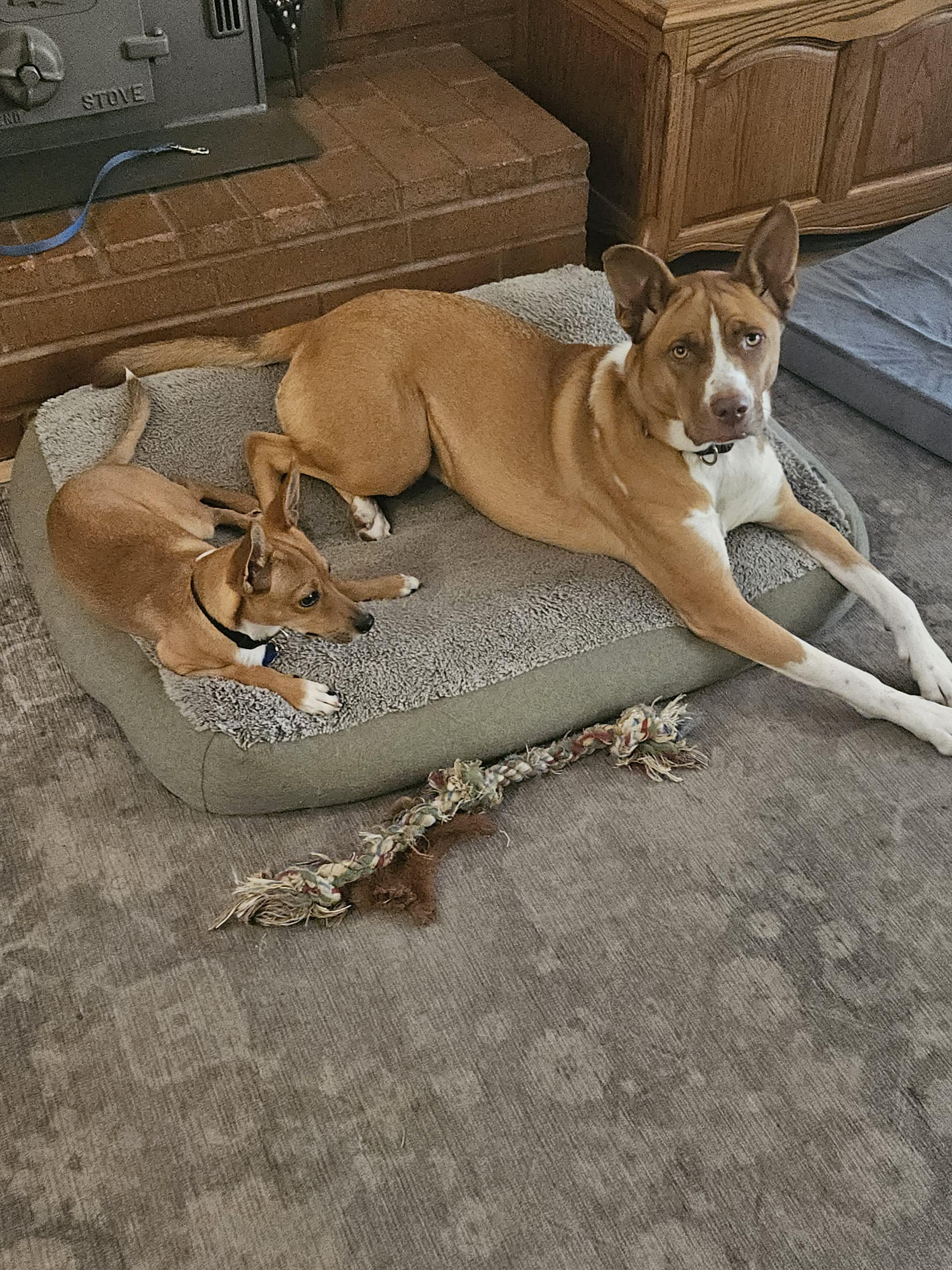 Obi, Adoptable, Puppy Male Italian Greyhound & Chihuahua.