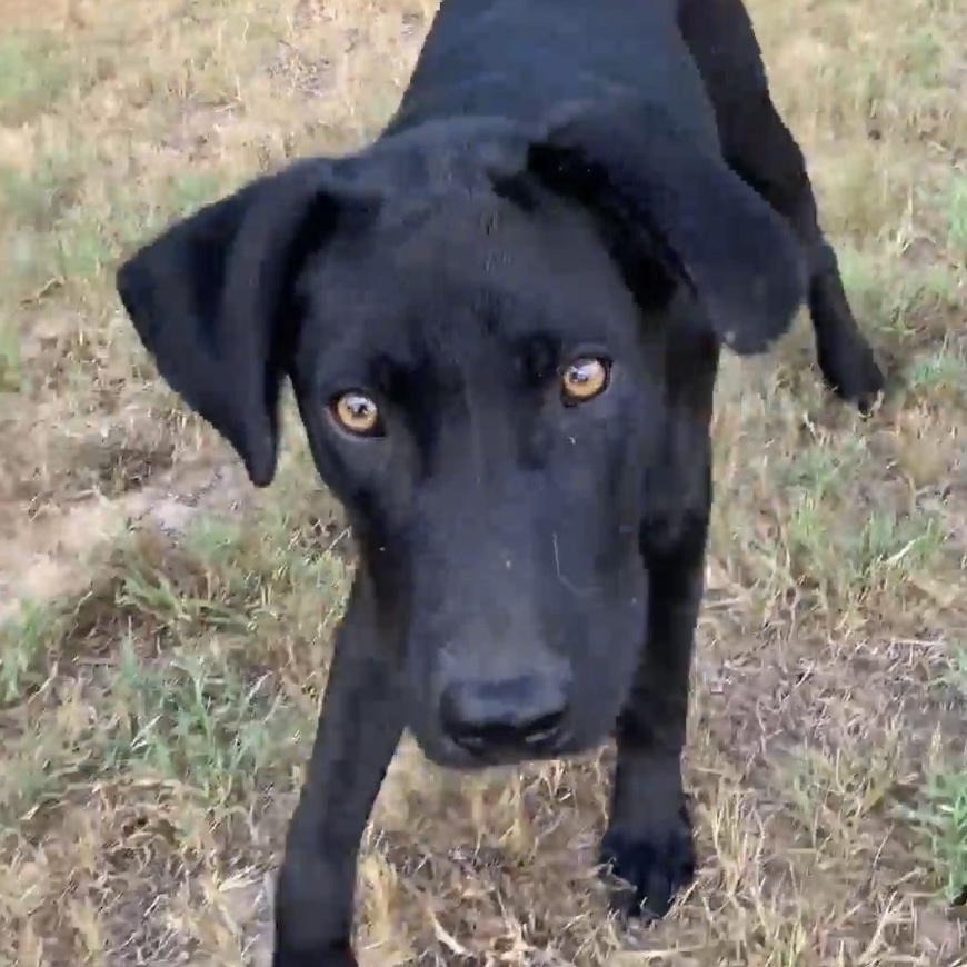 Duke PC, an adoptable Labrador Retriever, Pit Bull Terrier in Goliad, TX, 77963 | Photo Image 1