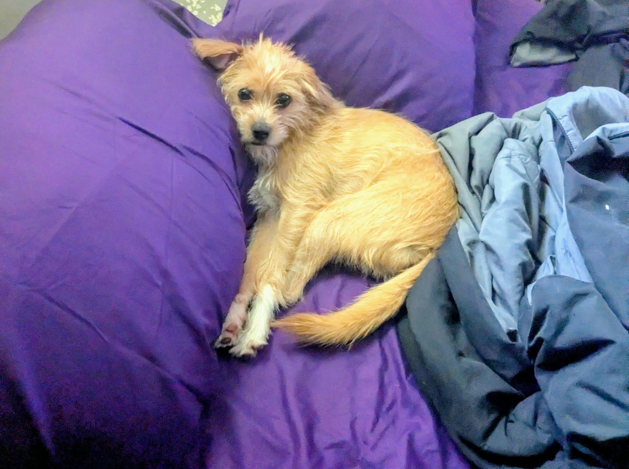 Enlarge Sparky, a Adoptable mixed breed in Lawrenceville, GA image 1/4