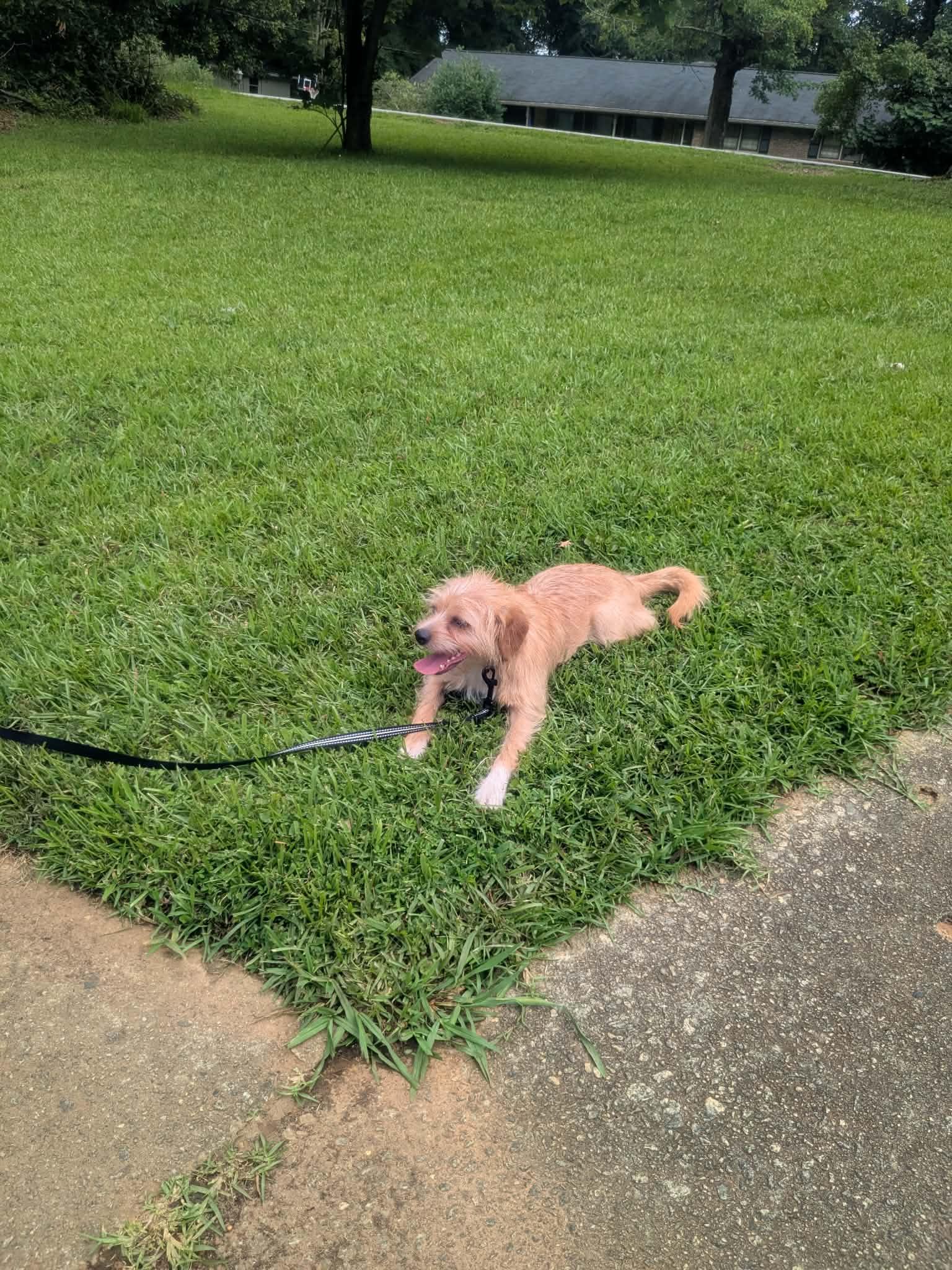 Enlarge Sparky, a Adoptable mixed breed in Lawrenceville, GA image 2/4