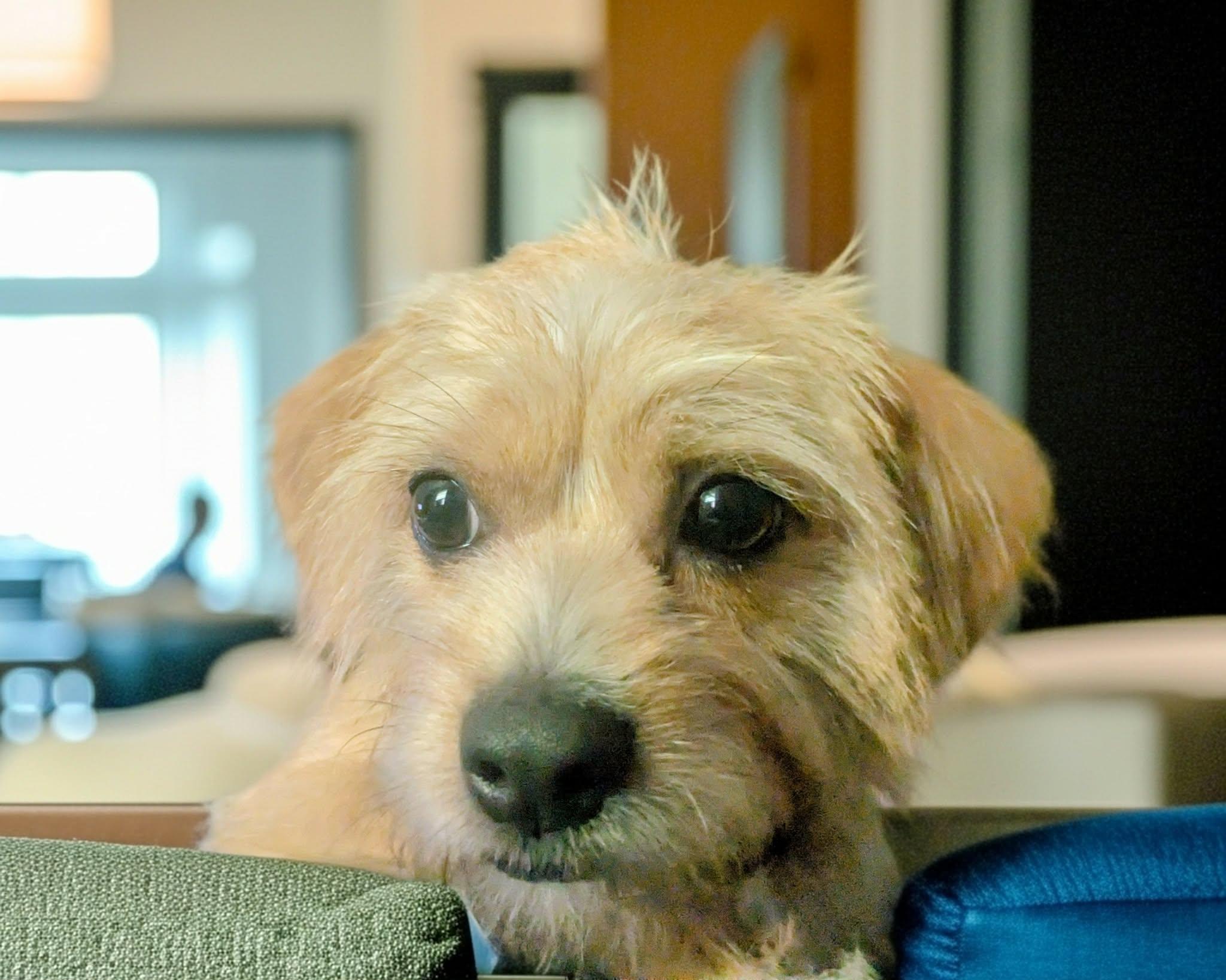 Enlarge Sparky, a Adoptable mixed breed in Lawrenceville, GA image 4/4