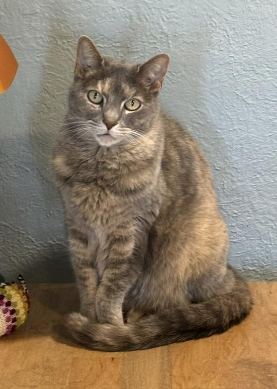 Enlarge Moth (Courtesy Post), a Adoptable Domestic Short Hair in Avon, NY image 2/2