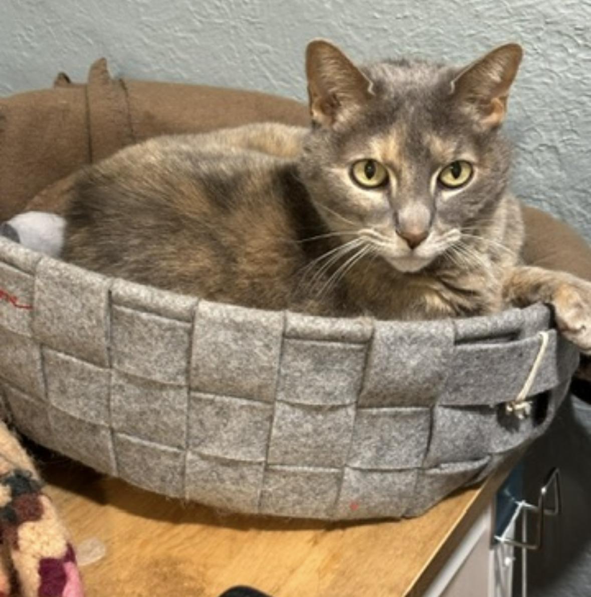 Moth (Courtesy Post), Adoptable, Senior Female Domestic Short Hair.