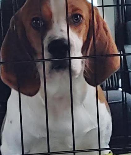 Ari, Adoptable, Young Male Cavalier King Charles Spaniel & Mixed Breed.