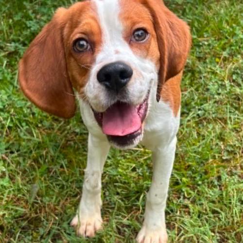 Ari, a Adoptable mixed breed in Washington DC, DC image 2/5