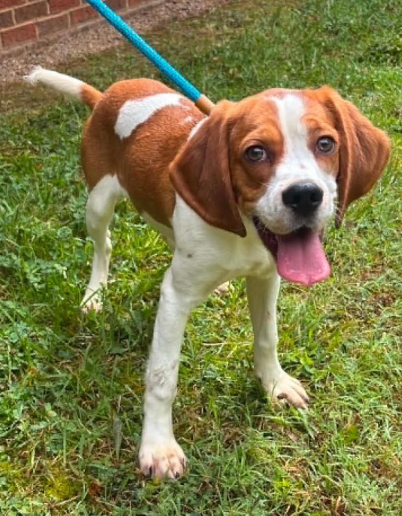 Ari, a Adoptable mixed breed in Washington DC, DC image 3/5
