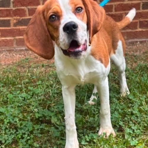 Ari, a Adoptable mixed breed in Washington DC, DC image 4/5