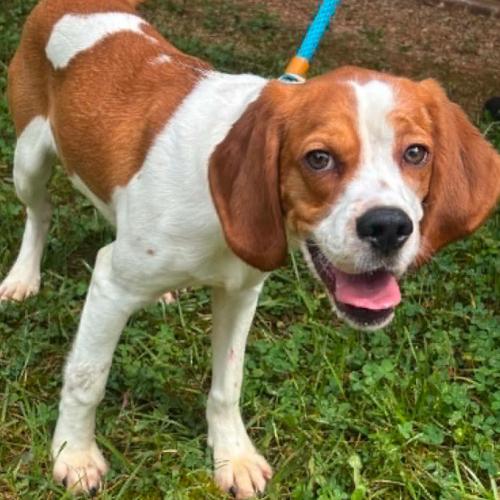 Ari, a Adoptable mixed breed in Washington DC, DC image 5/5