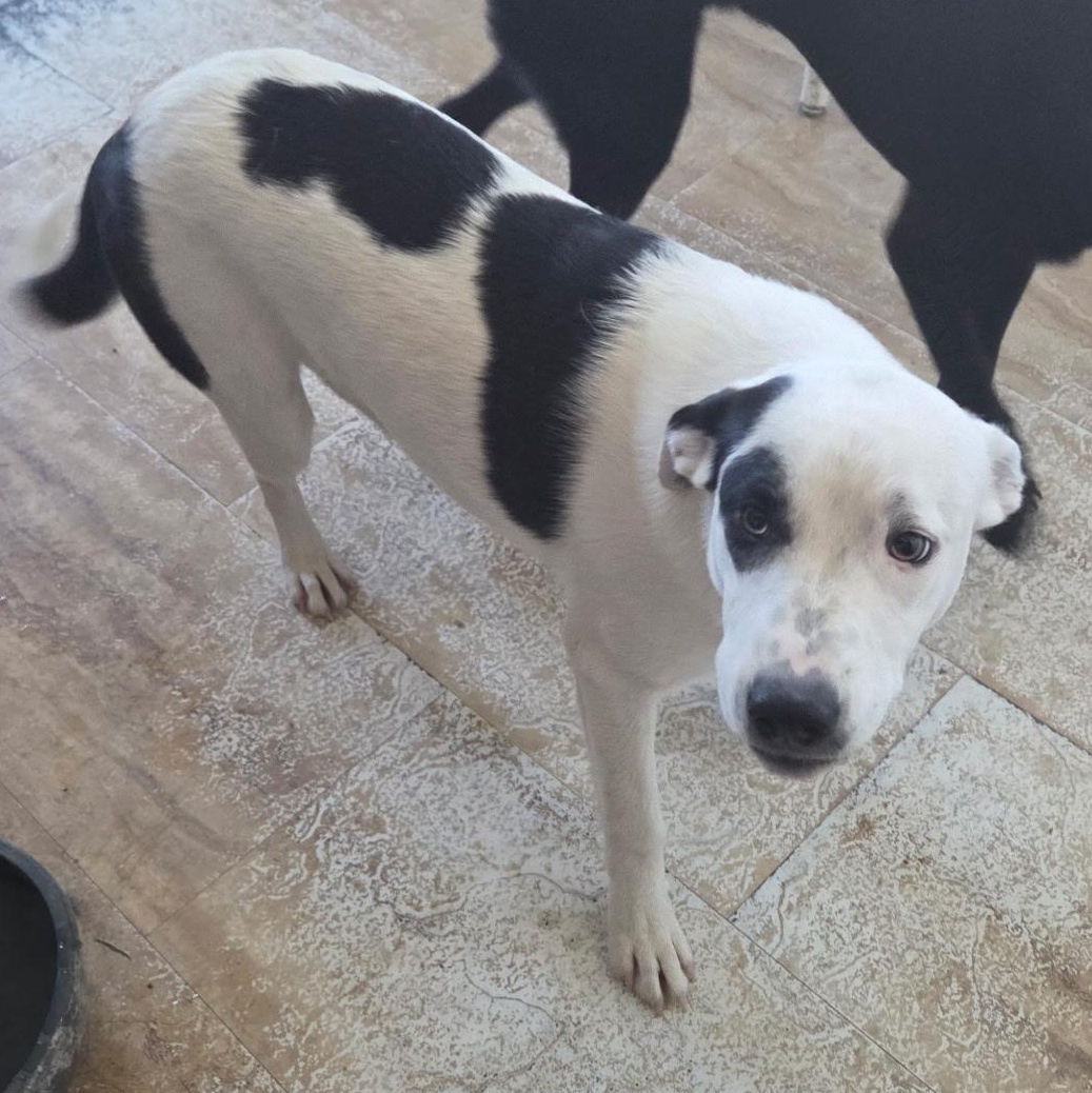 7 month old pup (not at the shelter please call Donene 406-799-1022), an adoptable Border Collie in Choteau, MT, 59422 | Photo Image 1