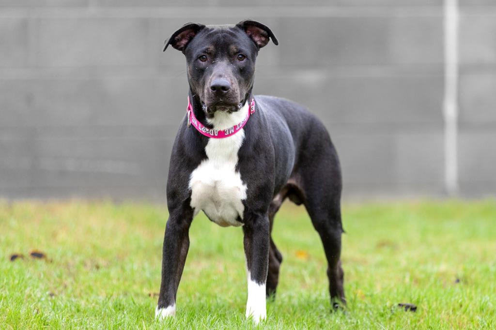 Enlarge Little, a Adoptable Labrador Retriever in East Ridge, TN image 1/6