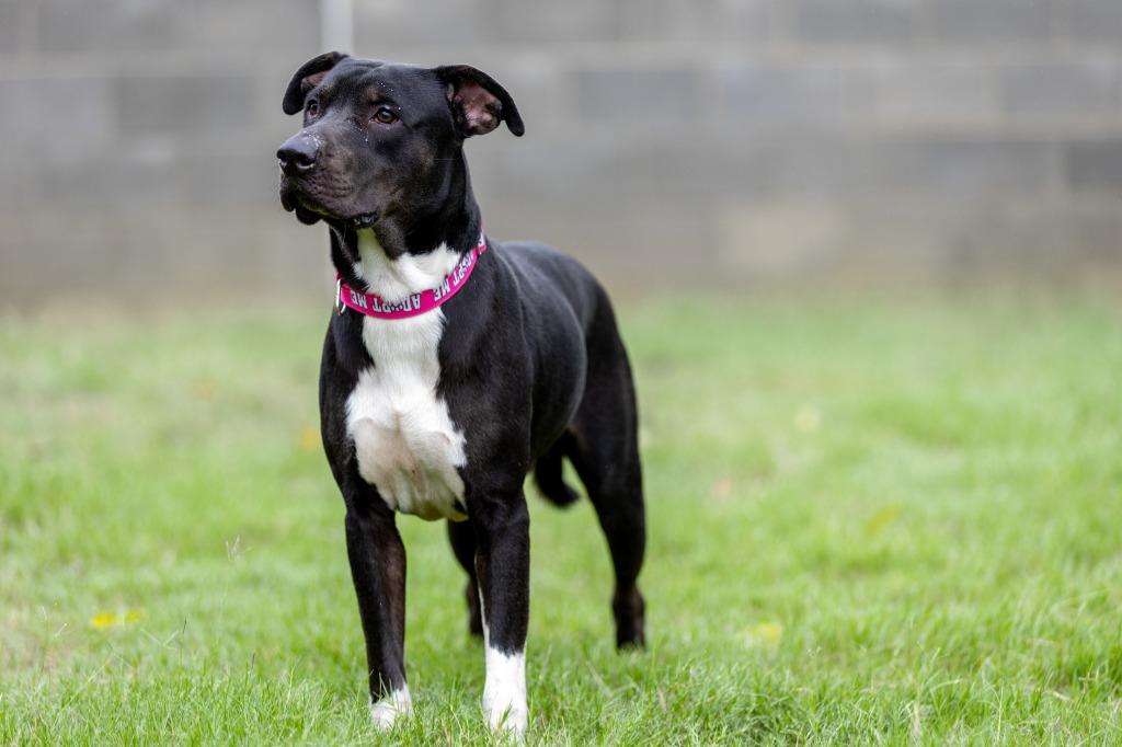 Enlarge Little, a Adoptable Labrador Retriever in East Ridge, TN image 2/6
