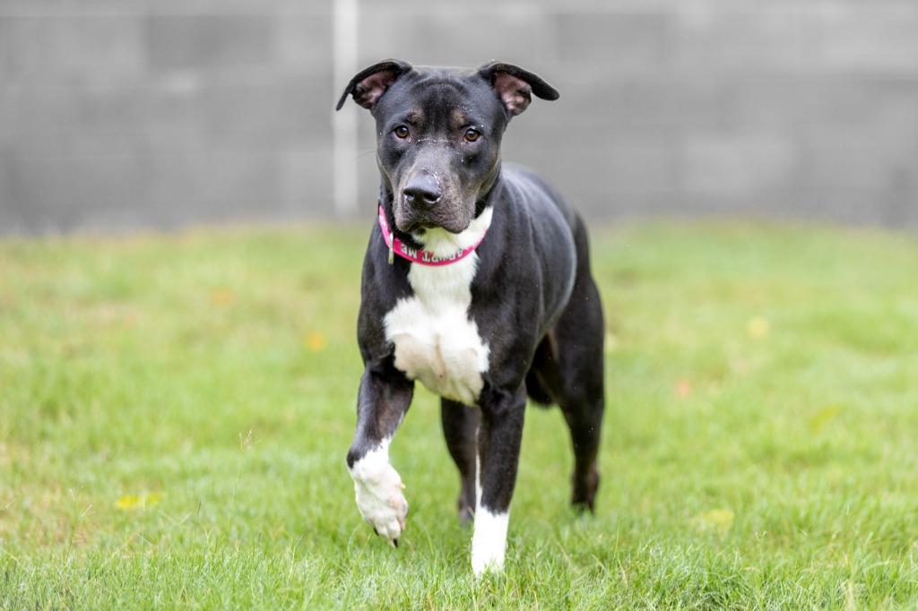 Enlarge Little, a Adoptable Labrador Retriever in East Ridge, TN image 4/6
