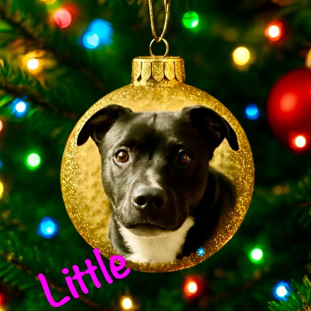 Enlarge Little, a Adoptable Labrador Retriever in East Ridge, TN image 4/6