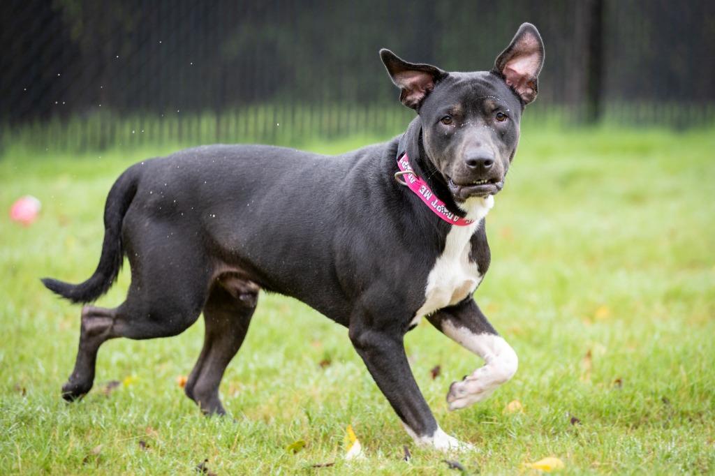 Enlarge Little, a Adoptable Labrador Retriever in East Ridge, TN image 6/6