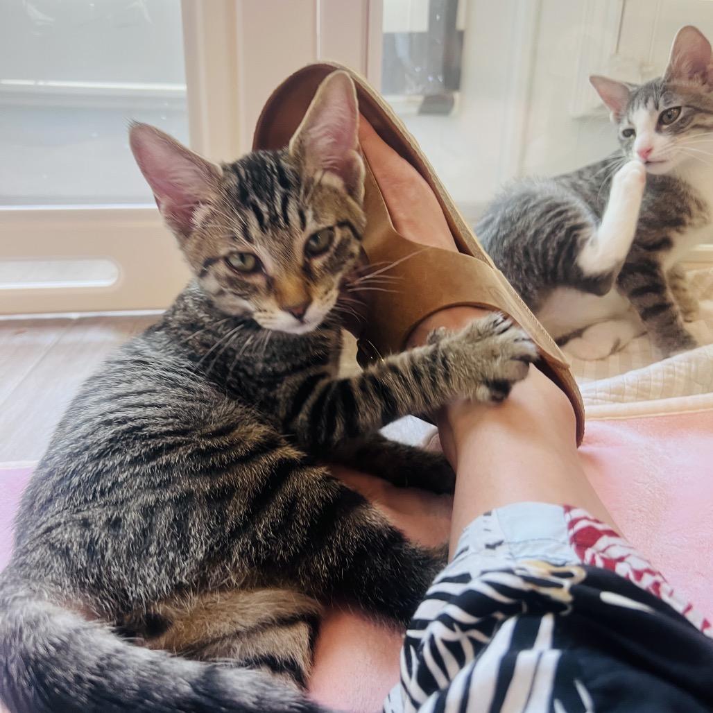 Rooster, Adoptable, Kitten Male Domestic Short Hair.