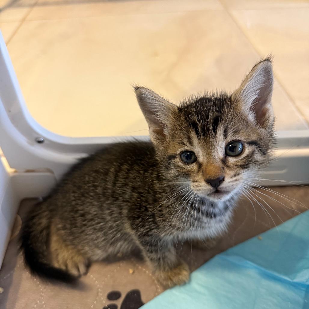 Enlarge Rooster, a Adoptable Domestic Short Hair in Juno Beach, FL image 2/3