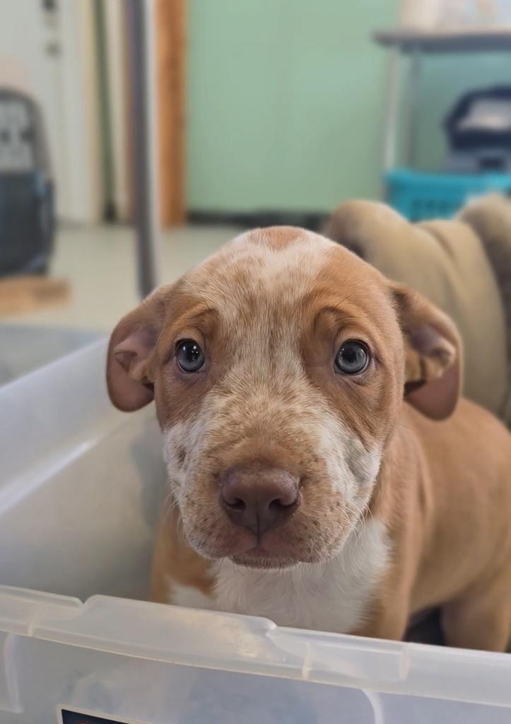 Speckles, Adoptable, Puppy Male Terrier.