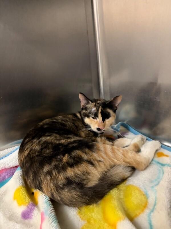 Sparkler, ADOPTABLE, Young Female Domestic Short Hair.