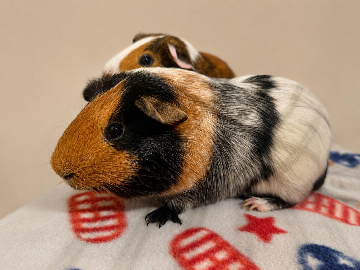 Kove (& Kipp), Adopted, Adult Male Guinea Pig.