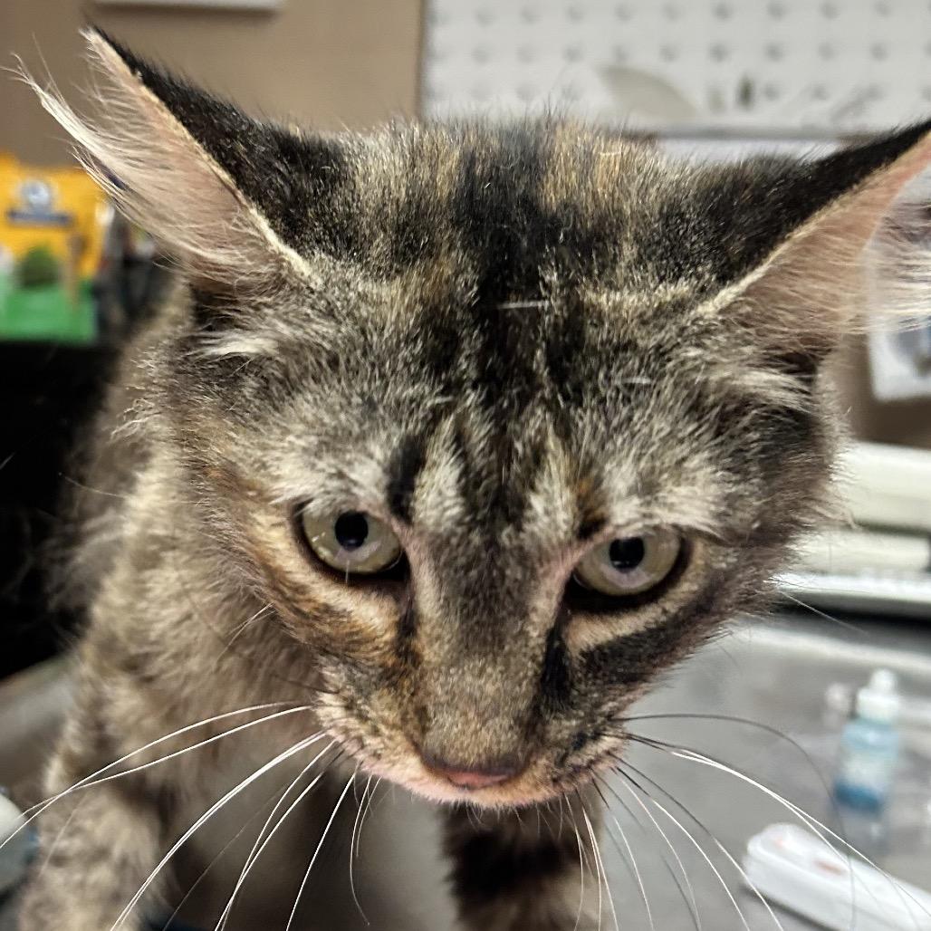 Enlarge Bebe, a Adoptable Domestic Medium Hair in Newport, NC image 1/2