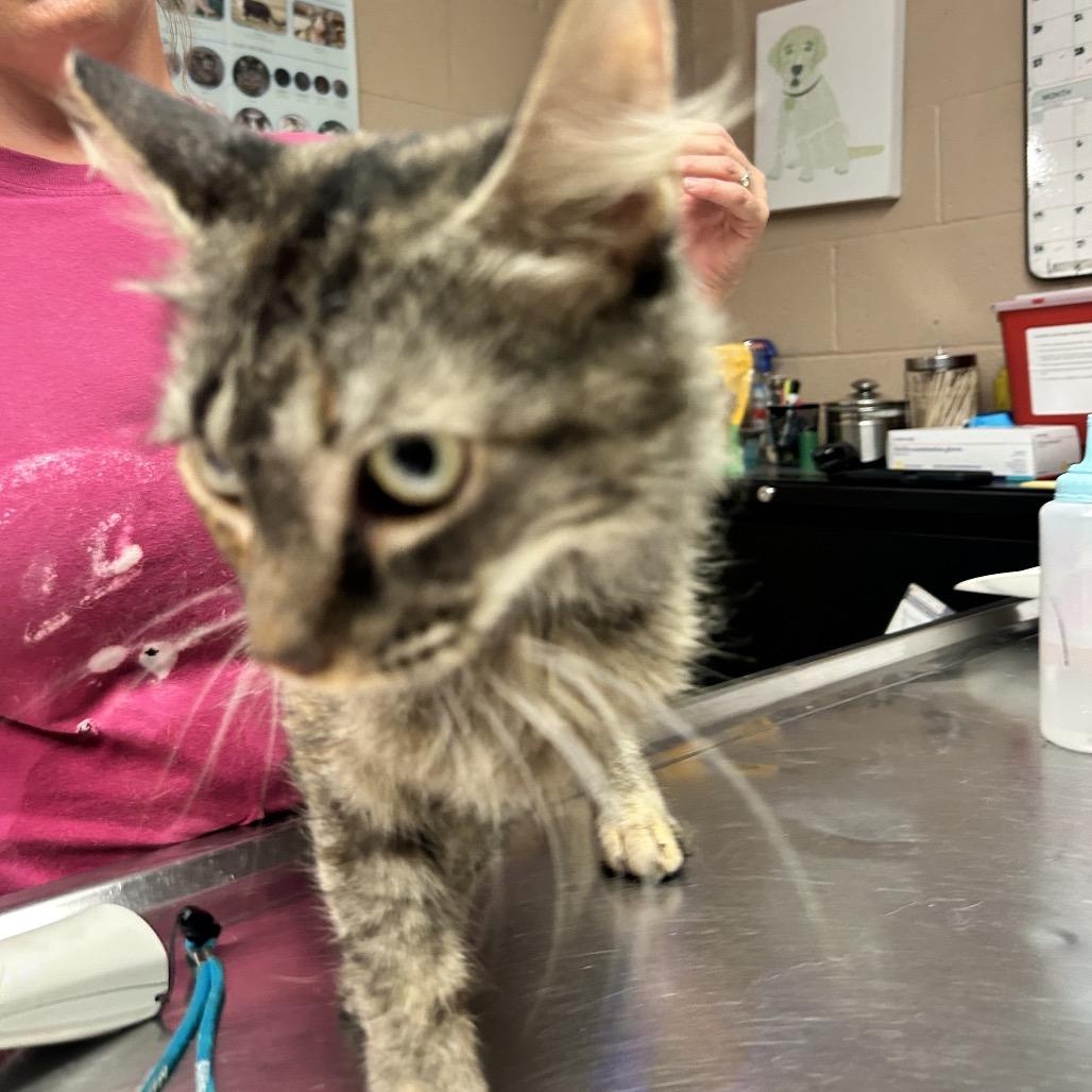 Enlarge Bebe, a Adoptable Domestic Medium Hair in Newport, NC image 2/2