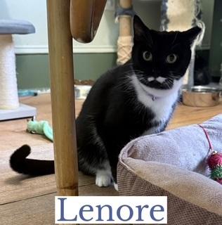 Lenore, a ADOPTABLE Domestic Short Hair in Berkeley Springs, WV image 2/3
