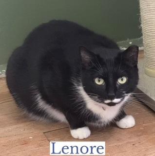 Lenore, a ADOPTABLE Domestic Short Hair in Berkeley Springs, WV image 3/3