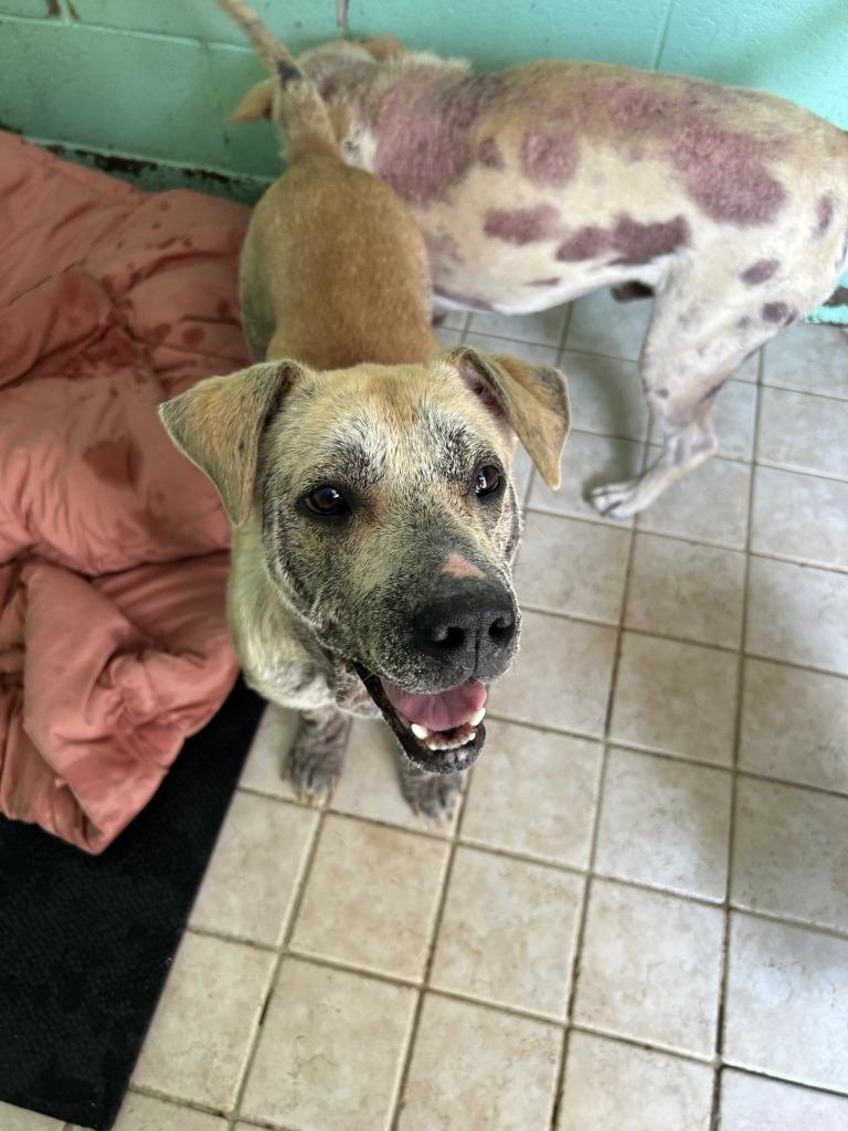 Bandit, Adoptable, Young Male Labrador Retriever & Hound.