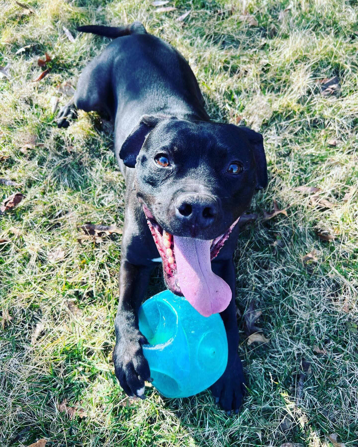 Murphy, a Adoptable Pit Bull Terrier in Indianapolis, IN image 4/6