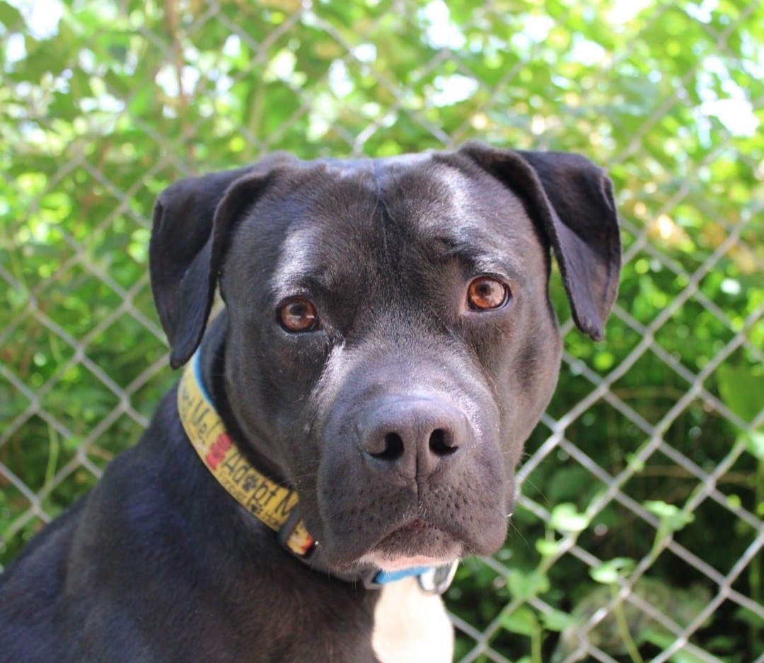 Murphy, a Adoptable Pit Bull Terrier in Indianapolis, IN image 5/6