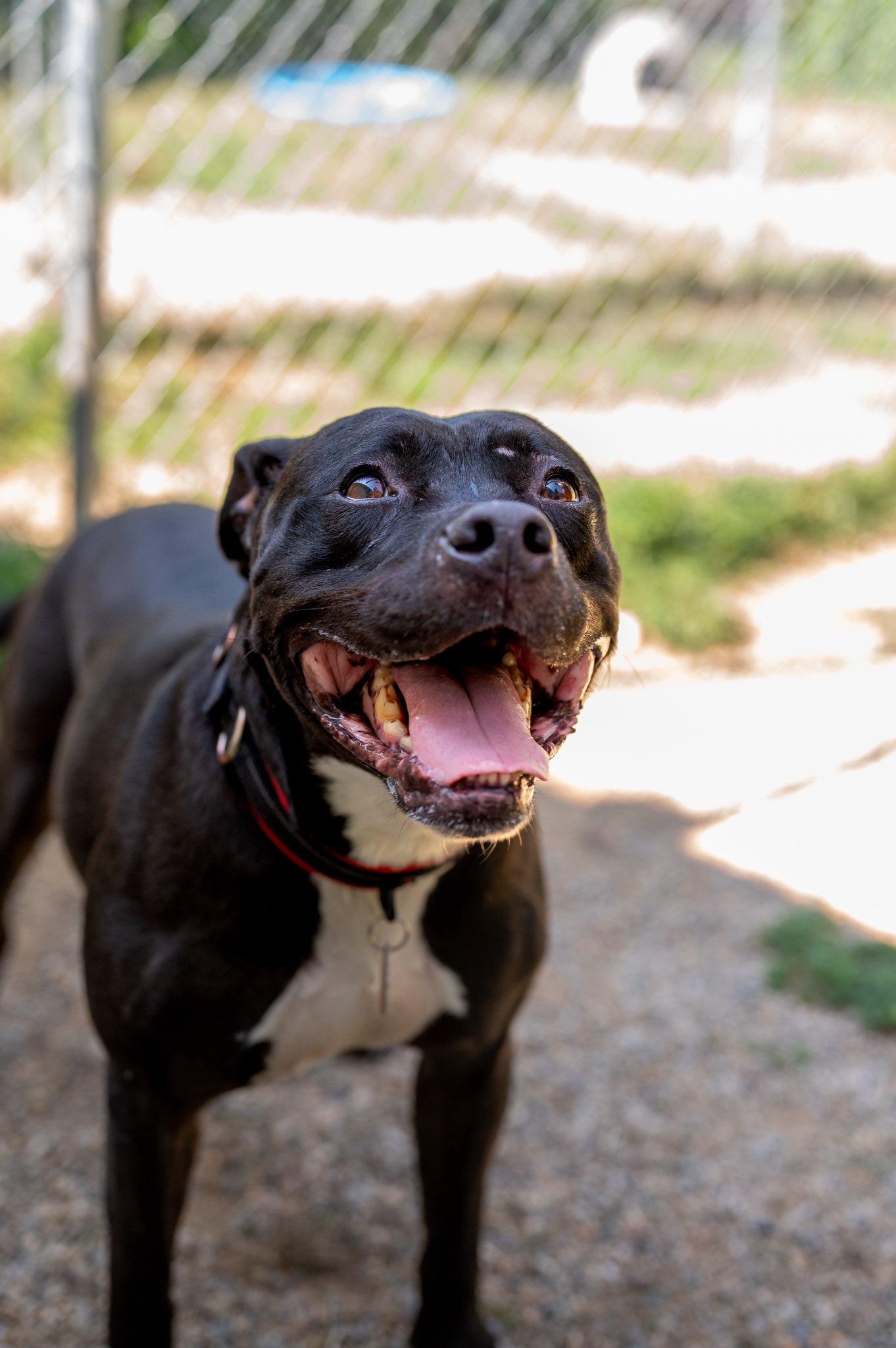 Murphy, an adoptable Pit Bull Terrier in Indianapolis, IN, 46214 | Photo Image 2