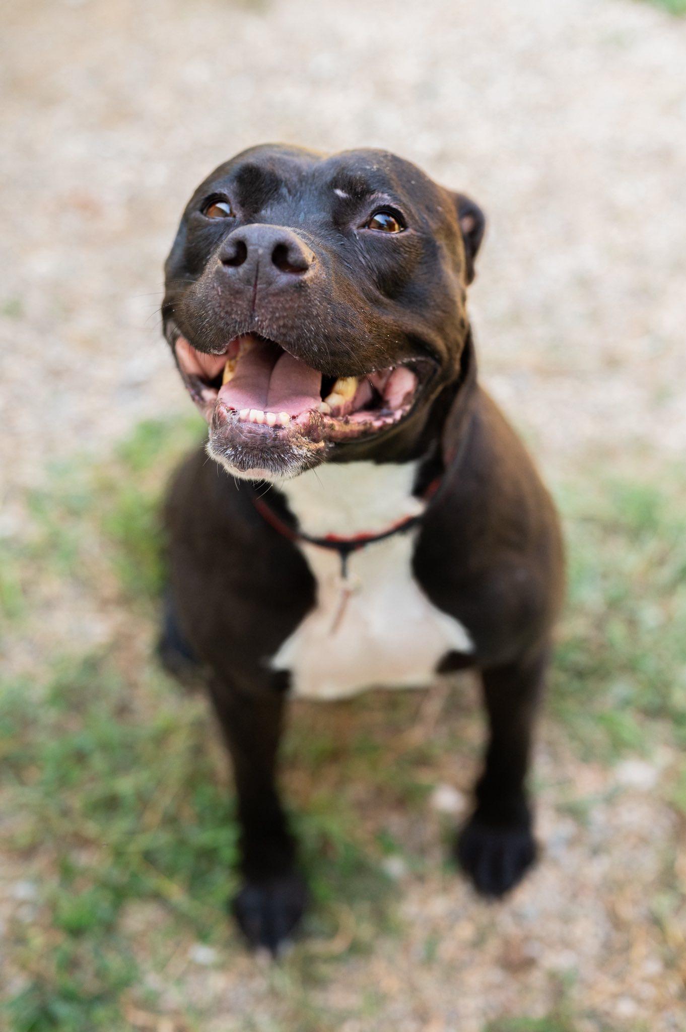 Murphy, an adoptable Pit Bull Terrier in Indianapolis, IN, 46214 | Photo Image 3