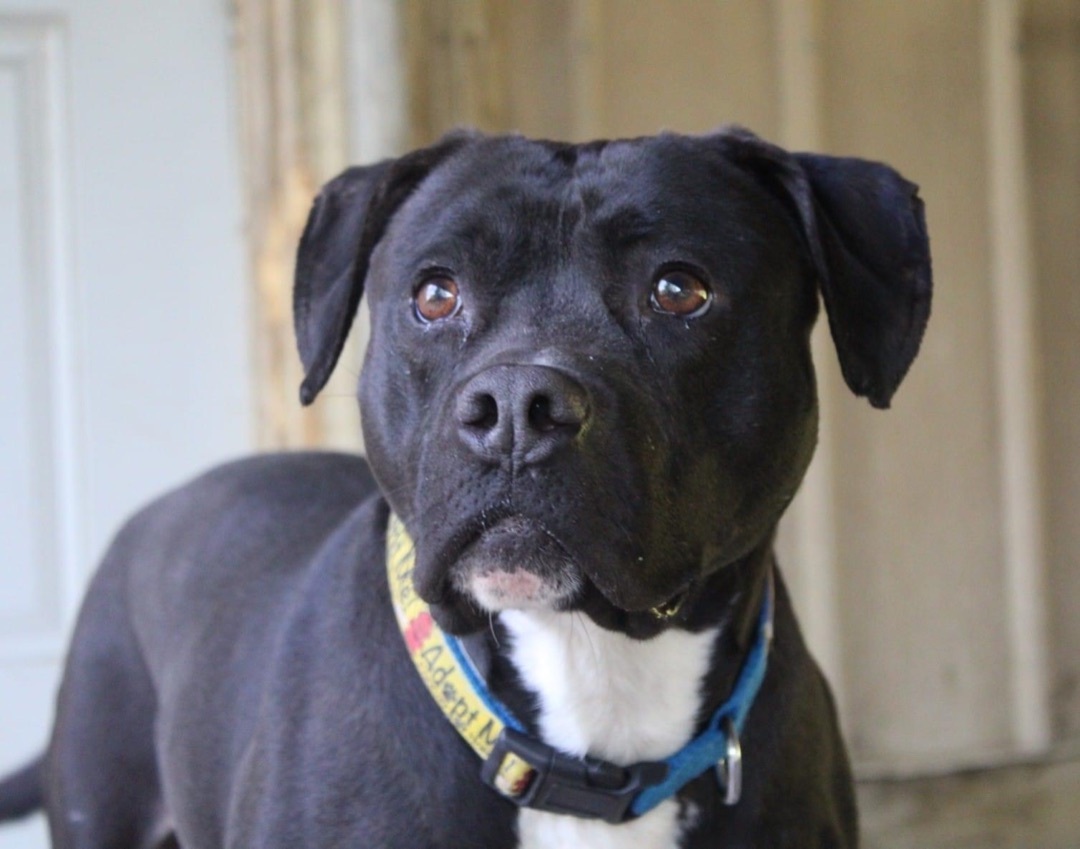 Murphy, a Adoptable Pit Bull Terrier in Indianapolis, IN image 6/6