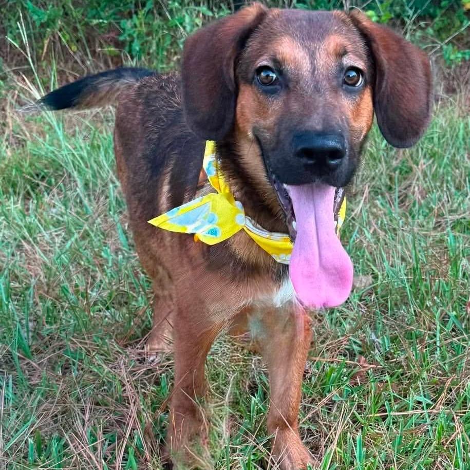 Enlarge Rufus, a Adoptable mixed breed in Wadena, MN image 1/3