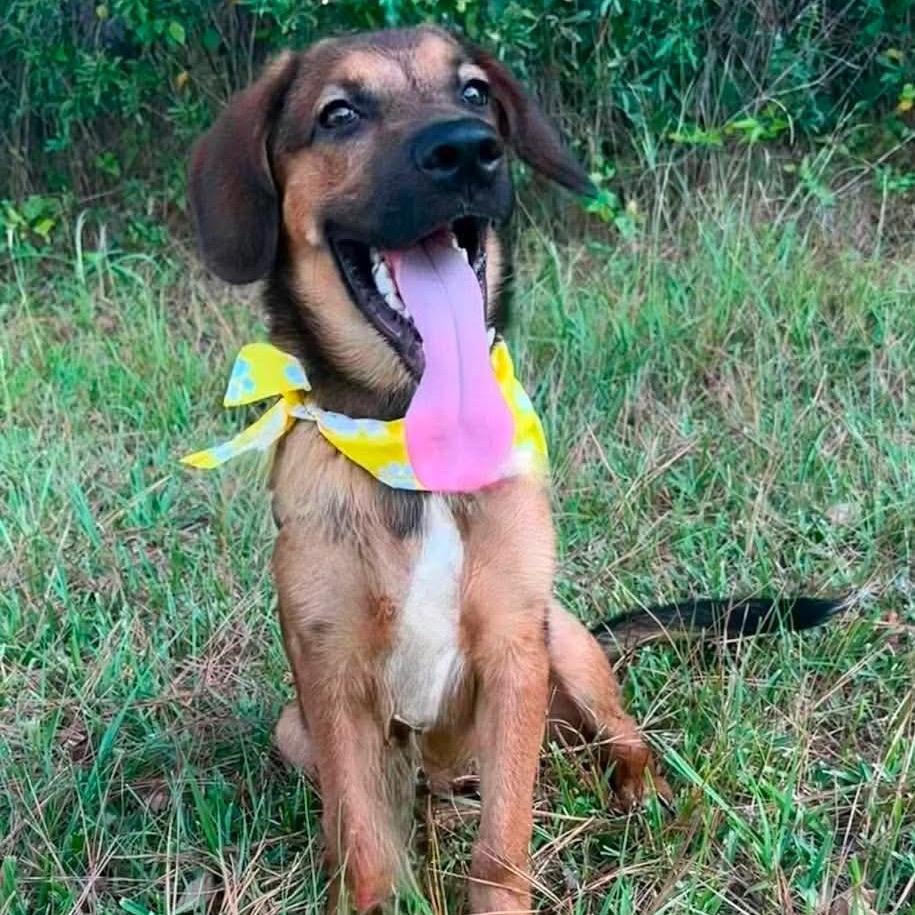 Enlarge Rufus, a Adoptable mixed breed in Wadena, MN image 2/3