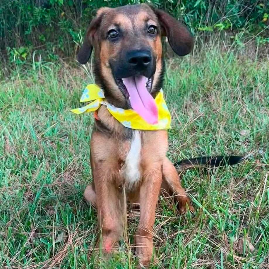 Enlarge Rufus, a Adoptable mixed breed in Wadena, MN image 3/3
