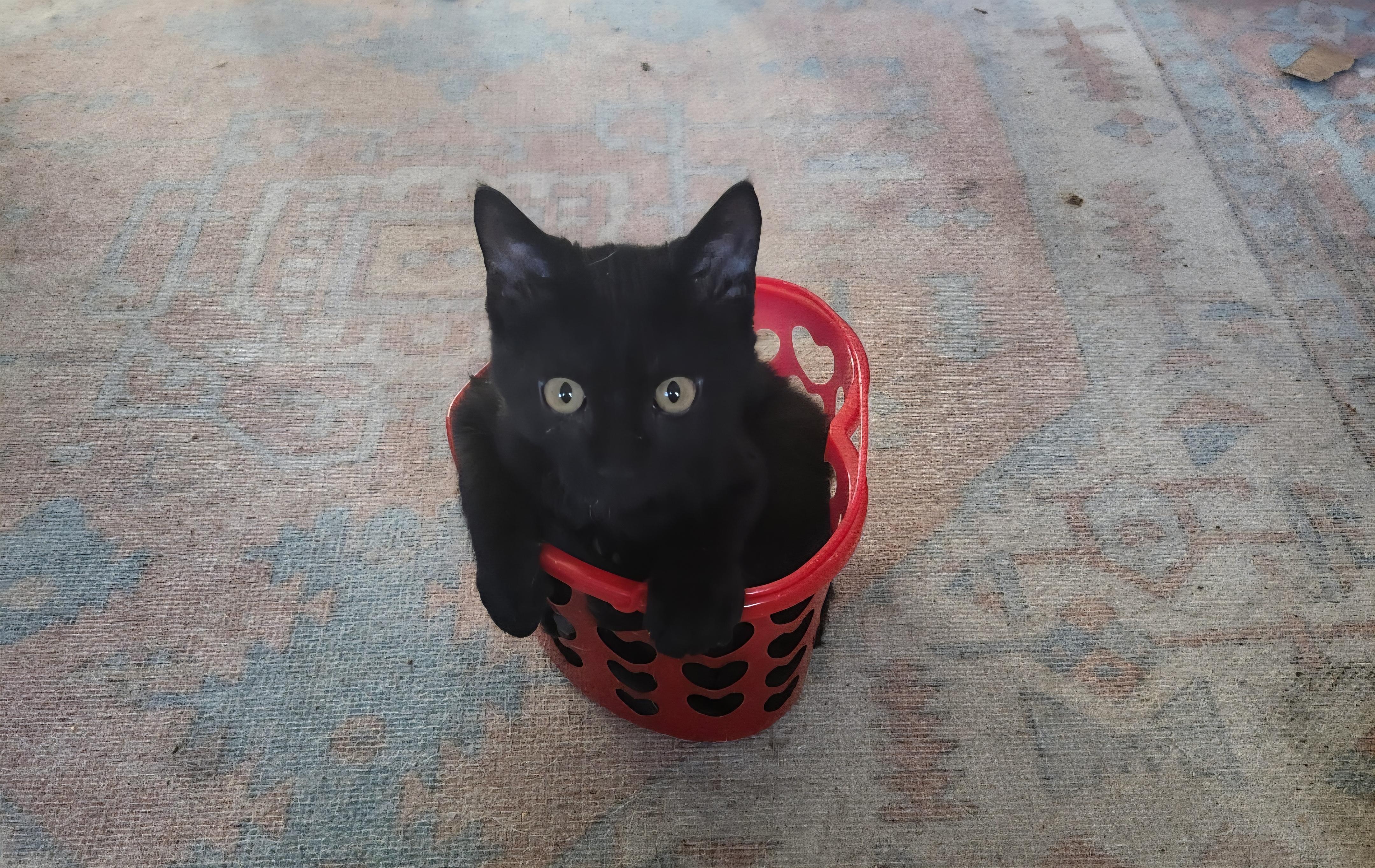 Eddie, Adoptable, Kitten Male Domestic Short Hair.