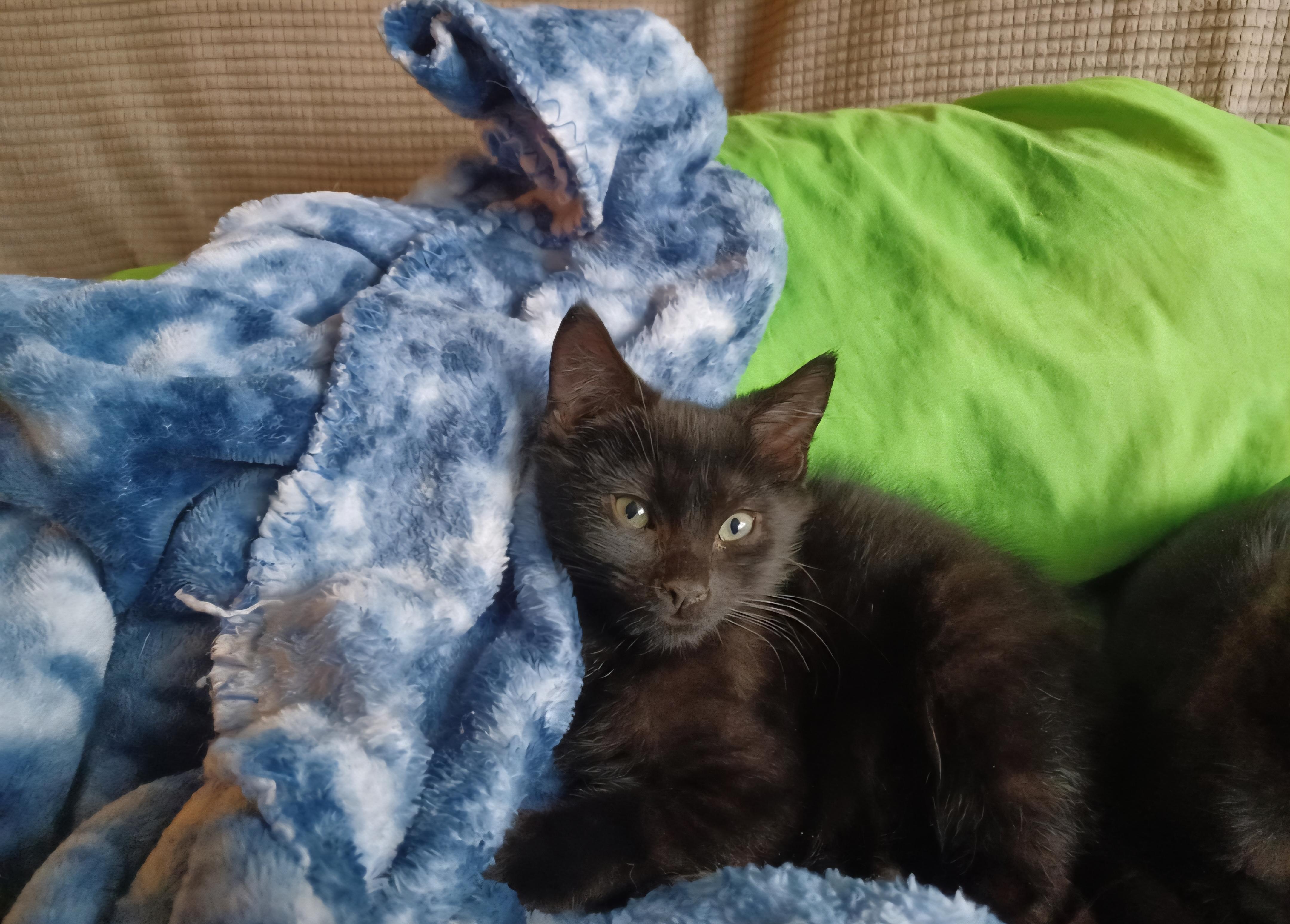 Eddie, a Adoptable Domestic Short Hair in Clayton, NJ image 2/2