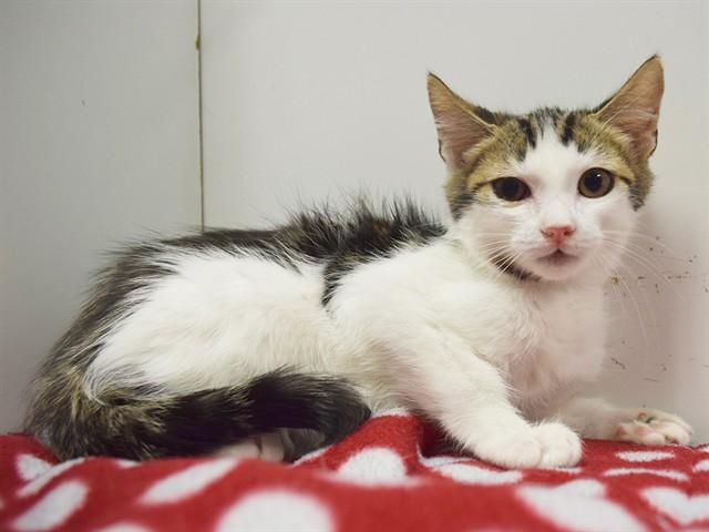 Enlarge FRANKIE, a Adoptable Domestic Short Hair in Sacramento, CA image 1/1