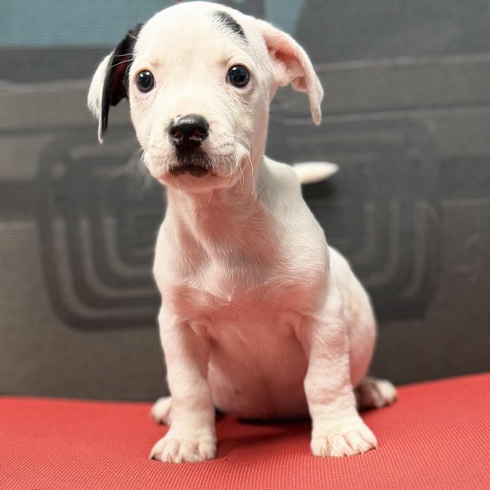 COLE - ARRIVING IN MAINE JULY 18TH, an adopted Mixed Breed in Berwick, ME image 2/6