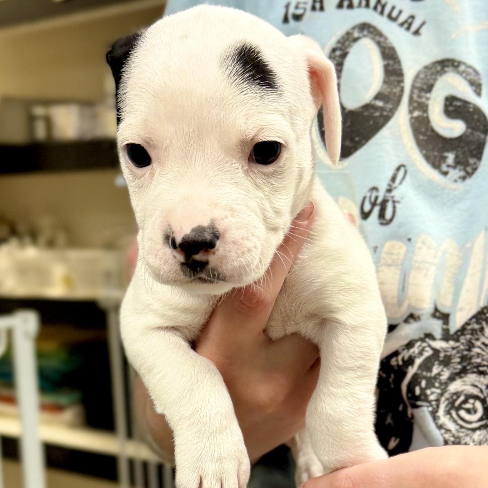 COLE - ARRIVING IN MAINE JULY 18TH, an adopted Mixed Breed in Berwick, ME image 3/6