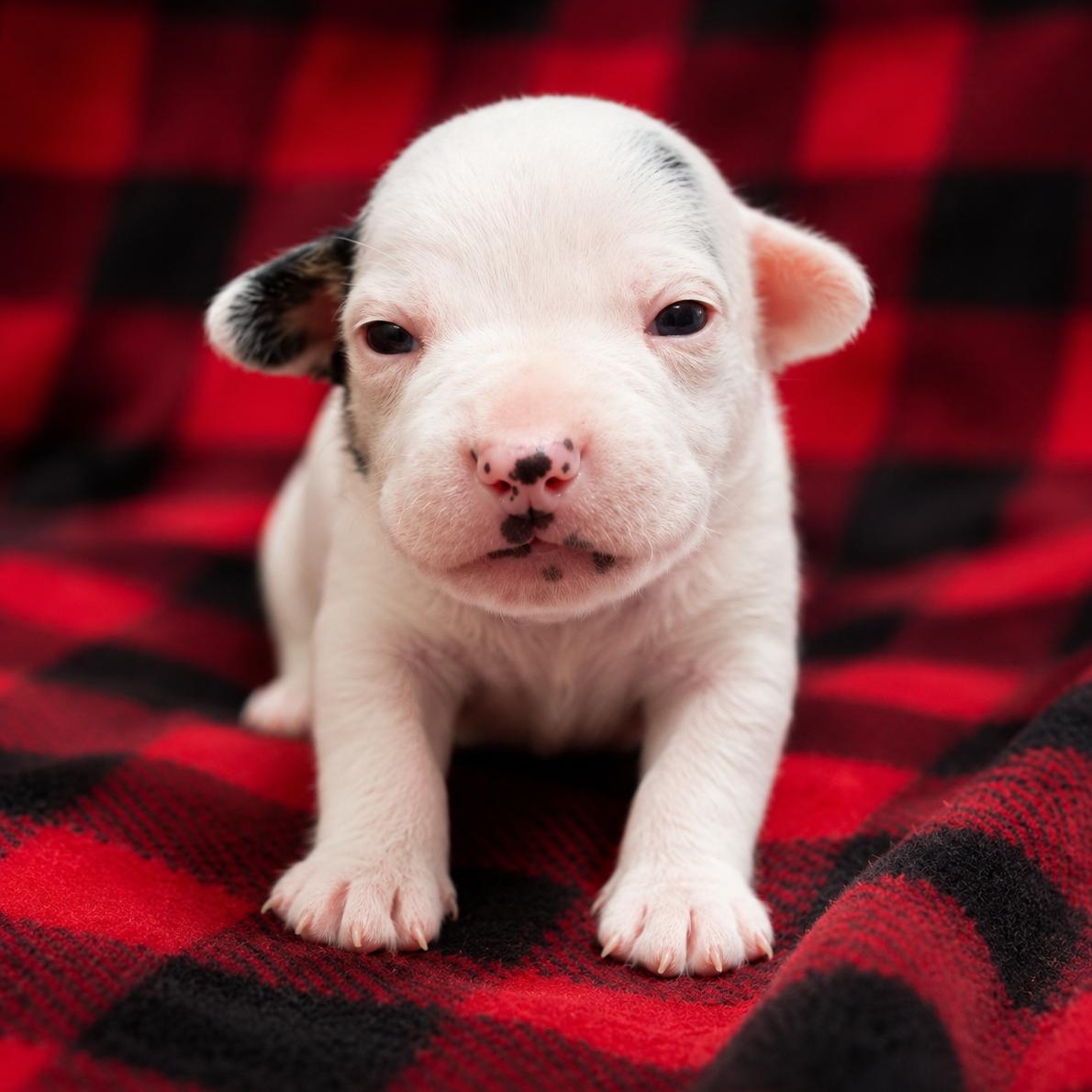 COLE - ARRIVING IN MAINE JULY 18TH, an adopted Mixed Breed in Berwick, ME image 4/6